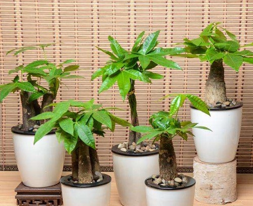 互联网装修公司教你如何在办公室内摆放绿植?