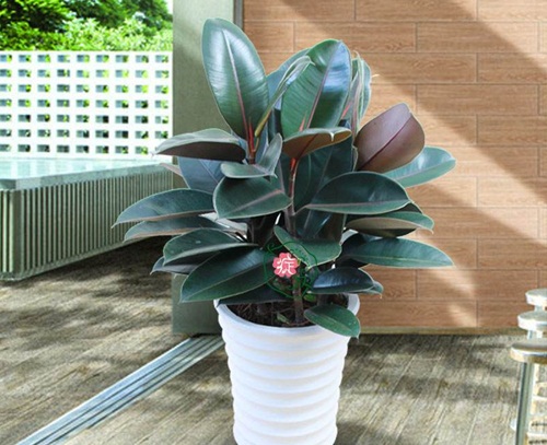 互联网装修公司教你如何在办公室内摆放绿植?